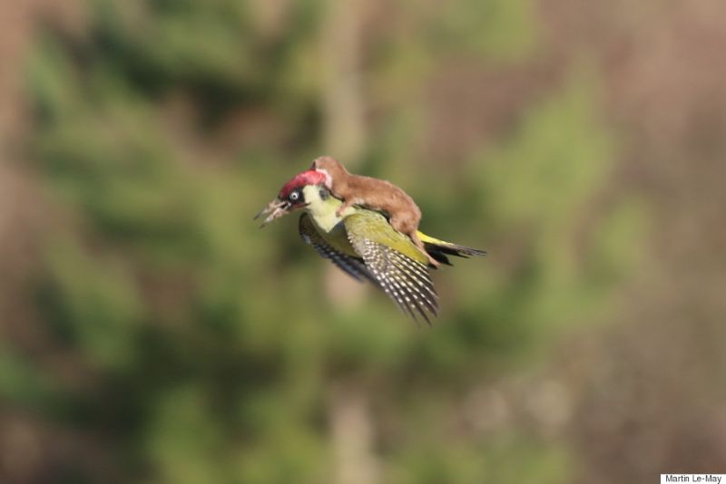 weasel-rides-woodpecker.jpg